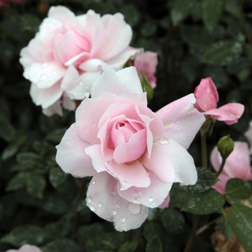 Shop - Rosa Ausorts - rosa - englische rosen - diskret duftend - David Austin - Dank ihrem hinaufstrebenden Wuchs kann man sie als kleine Kletterrrose oder als dekorativer Busch züchten.